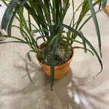 Faux Tasseled Grass in Terracotta Pot ACCESSORIES 44Wx84H