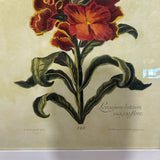 Botanical Print In Ornate Frame ART WORK 30x40