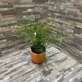 Faux Corkscrew Rush In Boho Modern Vase ACCESSORIES 4d12h