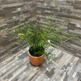 Faux Corkscrew Rush In Boho Modern Vase ACCESSORIES 4d12h