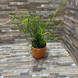 Faux Corkscrew Rush In Boho Modern Vase ACCESSORIES 4d12h