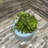 Potted Faux Succulent ACCESSORIES 6d8h