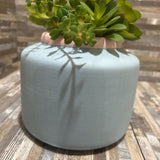 Potted Faux Succulent ACCESSORIES 6d8h