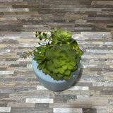 Potted Faux Succulent ACCESSORIES 6d8h