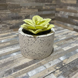 Potted Faux Succulent ACCESSORIES 4d4h