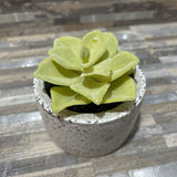 Potted Faux Succulent ACCESSORIES 4d4h
