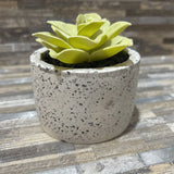 Potted Faux Succulent ACCESSORIES 4d4h