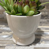 Faux Plant in Ceramic Pot ACCESSORIES 5Wx7H