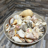 Ceramic Bowl w/ Seashells ACCESSORIES 12d4h
