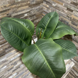 Faux Plant In Distressed Pot ACCESSORIES 16d16h
