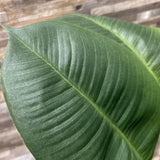 Faux Plant In Distressed Pot ACCESSORIES 16d16h