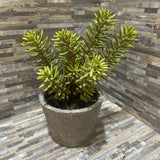 Faux Sedum Succulent In Cement Pot ACCESSORIES 8d6h