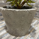Faux Sedum Succulent In Cement Pot ACCESSORIES 8d6h