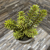 Faux Sedum Succulent In Cement Pot ACCESSORIES 8d6h