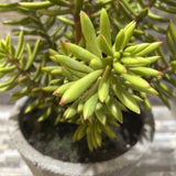 Faux Sedum Succulent In Cement Pot ACCESSORIES 8d6h