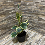 Potted Faux Trailing Plant ACCESSORIES 5d16h