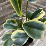 Potted Faux Trailing Plant ACCESSORIES 5d16h