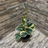 Potted Faux Trailing Plant ACCESSORIES 5d16h