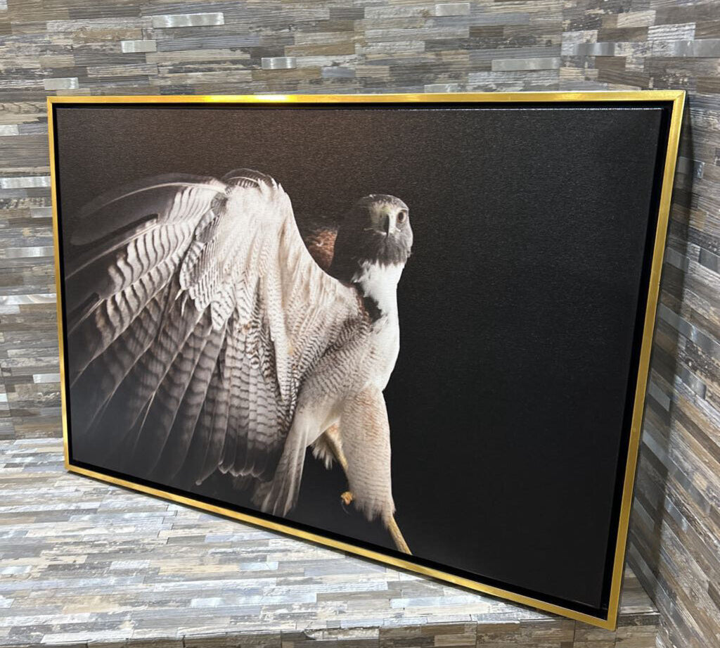 White-Tailed Hawk Framed Canvas Print ART WORK 31x21