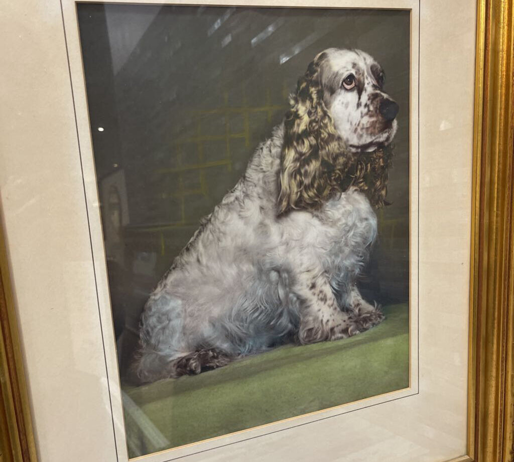 Vintage Portrait Style Cocker Spaniel Print ART WORK 19Wx23H