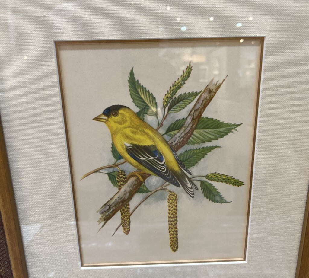 2pc Set Ornate Wooden Framed Bird Prints ART WORK 16x19